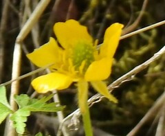 Ranunculus paludosus