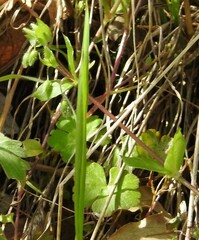 Stellaria media
