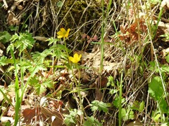 Stellaria media