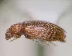 Latridiidae