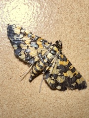 Eurrhyparodes tricoloralis