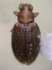 Latridiidae