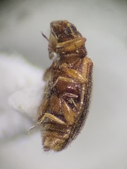 Latridiidae