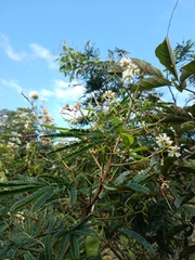 Acaciella angustissima