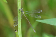 Lestes rectangularis
