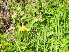 Carduus pycnocephalus