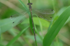 Lestes rectangularis
