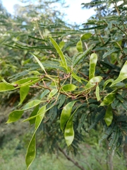Acaciella angustissima