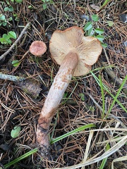 Lactarius rufus