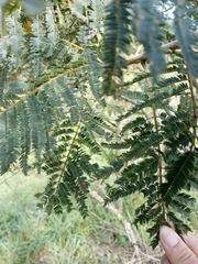 Acaciella angustissima