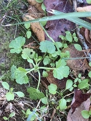 Ranunculus sceleratus