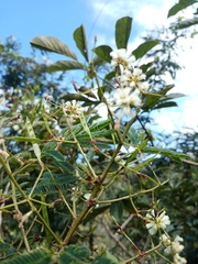 Acaciella angustissima