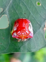 Charidotella rubicunda