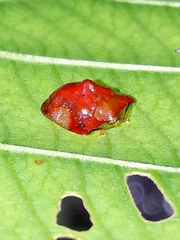 Charidotella rubicunda