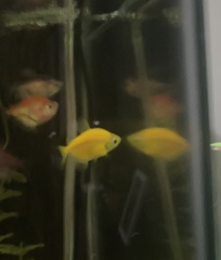 Gymnocorymbus ternetzi