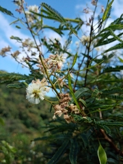 Acaciella angustissima