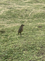 Grallaria quitensis