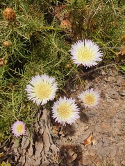 Plectocephalus chilensis