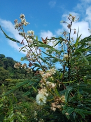 Acaciella angustissima