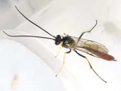 Dusona