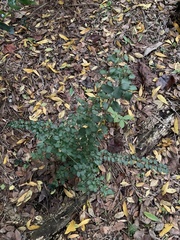 Ligustrum ovalifolium