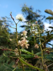 Acaciella angustissima