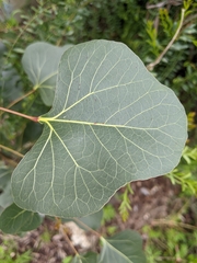 Brachychiton