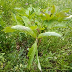 Paeonia mascula