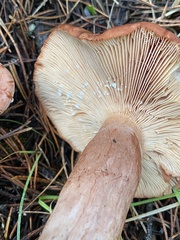Lactarius rufus