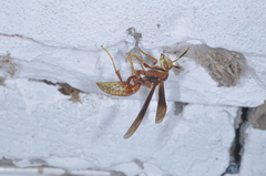Polistes cavapyta