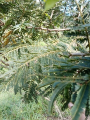 Acaciella angustissima