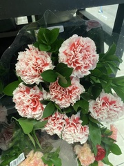 Dianthus caryophyllus