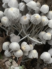Coprinellus disseminatus