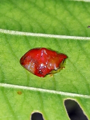 Charidotella rubicunda