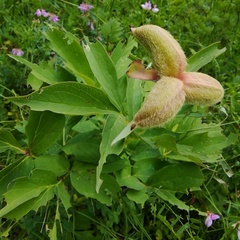 Paeonia mascula