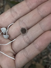 Coprinellus disseminatus