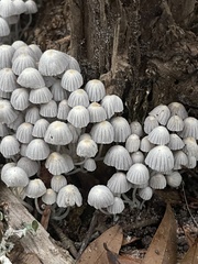 Coprinellus disseminatus