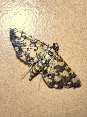 Eurrhyparodes tricoloralis