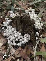 Coprinellus disseminatus