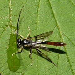 Dusona