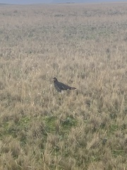 Daptrius carunculatus