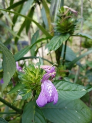 Acanthaceae