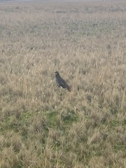 Daptrius carunculatus