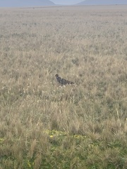 Daptrius carunculatus