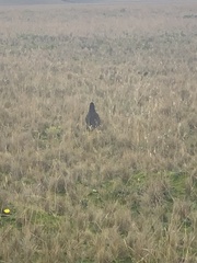 Daptrius carunculatus