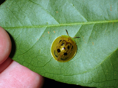 Coptocycla undecimpunctata