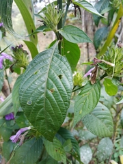 Acanthaceae