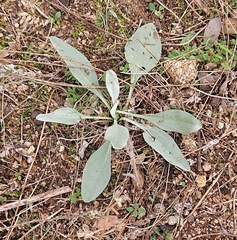 Cynoglossum cheirifolium