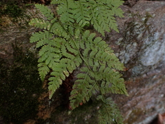 Dryopteris carthusiana