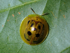 Coptocycla undecimpunctata